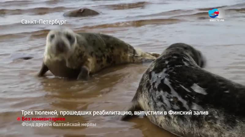 Тюленей выпустили в Финский залив