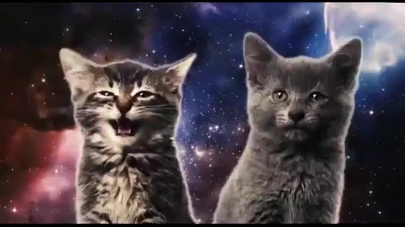 Поющие котята