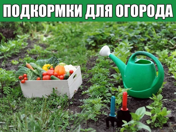 ПОДКОРМКИ ДЛЯ ОГОРОДА Многие считают, что самая лучшая подкормка это коровяк. Мол, это природное удобрение, а значит, в нем есть все, что нужно растениям. Но это утверждение справедливо лишь