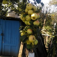 Алекс Буянов