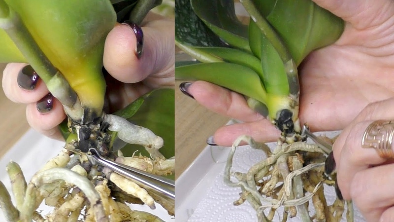 Полив орхидеи. Обработка орхидей. Обработка орхидей максимом. Орхидея фаленопсис полив. Опрыскивание орхидеи.